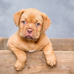 Plzeňský kraj upravil podmínky pro noční veterinární pohotovost