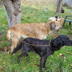 Strašlivý objev na Plzeňsku - psi týráni v ruinách chaty