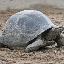 V Plzeňské zoo se nezdařil odchov obřích želv