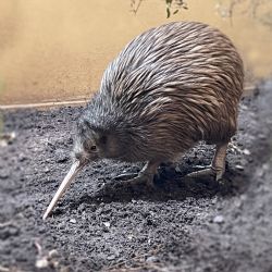 Vzácná kivi z Nizozemska dorazila do Zoo Plzeň