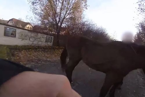 obrázek:Klisna na útěku se honila s Městskou policií