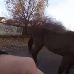 Klisna na útěku se honila s Městskou policií