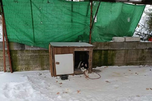 obrázek:Nový zákaz uvazování psů zachránil zuboženého huskyho z Přimdy