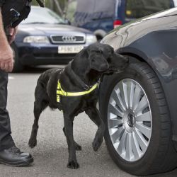 Policejní psi v kraji mají za sebou 142 úspěšných nálezů drog