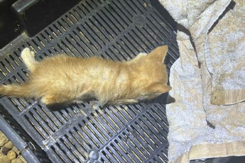 obrázek:Případ týraných koťat v Mariánský lázních policie odložila, nikdo nebude potrestán