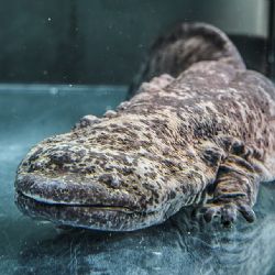 Vzácný Velemlok nalezen u plzeňské zoo - případ řeší policie