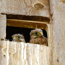 Záchranná stanice Rokycany loni pomohla 553 zvířátkům