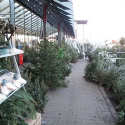 Smrčky vysoké kolem 160 centimetrů jsou nejoblíbenější vánoční stromky na Plzeňsku