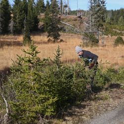 Správa NP Šumava musí prořezávat cesty i v prvních zónách. Kvůli hasičům 