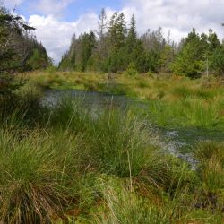 V Národním parku Šumava začala revitalizace dalších potoků, rašelinišť a mokřadů