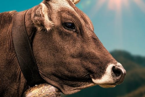 obrázek:České dráhy nedostanou náhradu za srážku s krávou na Klatovsku