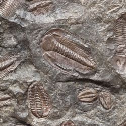 Komentovaná prohlídka výstavy „Od trilobita po sekretář“