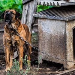 Konec psů na řetězu a pohlavkování dětí. Které další zákazy platí od ledna 2026?