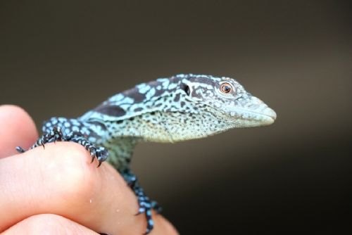 obrázek:Plzeňská zoo oslavuje světový unikát - dvojčata varana modrého