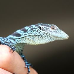 Plzeňská zoo oslavuje světový unikát - dvojčata varana modrého