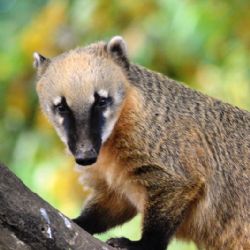 ROP Jihozápad zpestří ve středu dětem návštěvu plzeňské zoo  