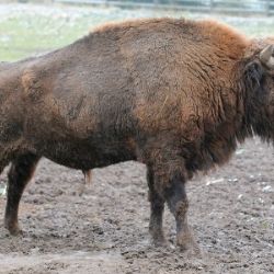 Další mládě zubra evropského přivítáno v plzeňské zoo