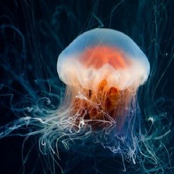 Plzeň postaví největší medúzárium v Česku