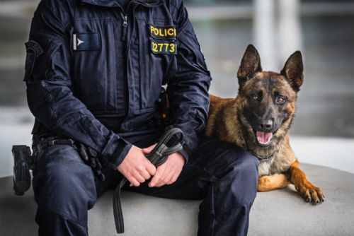 obrázek:Policejní pes Gambit zachránil muže před sebevraždou na kolejích