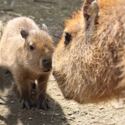 V Plzeňské zoo se narodila se dvě mláďata kapybar