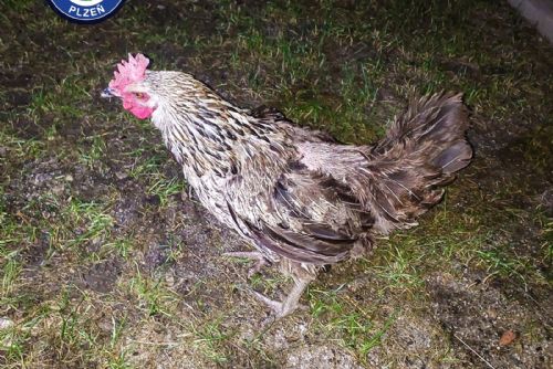 obrázek:Zatoulaná slepice Lída skončila v útulku