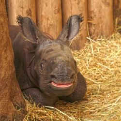 Narození mláděte nosorožce indického - mrkněte na video