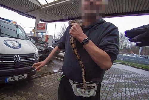obrázek:Opilec s krajtou obviněn z loupeže a výtržnictví