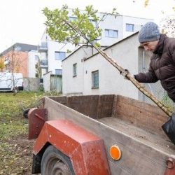 Plzeň: Projekt 2025 přinese 700 ovocných stromů a dotace až 3 tisíce Kč