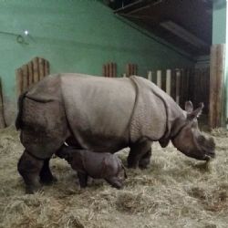 Plzeňská zoo slaví narození vzácného nosorožce