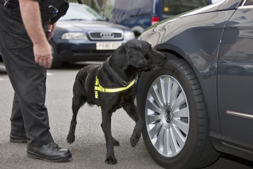 obrázek:Policejní pes Fuzzy zadržel nočního lupiče u pumpy