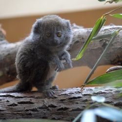 Plzeňská zoo se stala světovým lídrem v chovu vzácných lemurů rákosových