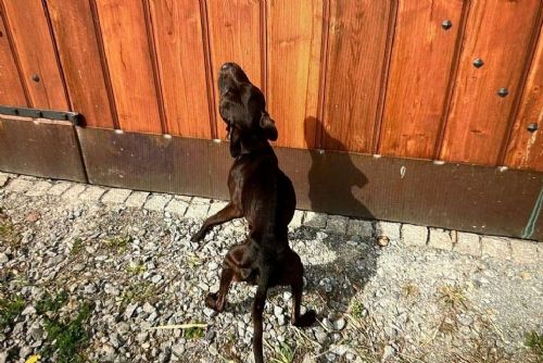 obrázek:Psi vyhublí na kost, manželé obžalováni z týrání stafordšírských bulteriérů