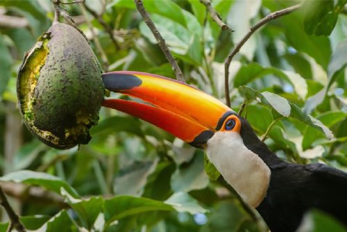 obrázek:Tropické Seychely s obřími želvami v Zoo Plzeň