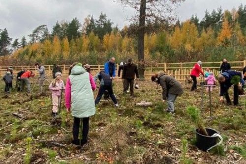 obrázek:Zábělský Den pro les - 150 dobrovolníků zasadilo 4 000 borovic