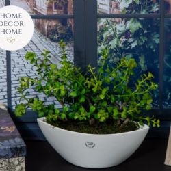 Zelené rostliny z e-shopu Home Decor Home: Dokonalá kombinace krásy a pozitivní nálady ve vašem domově